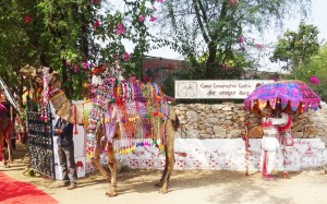 Scene during Marwar Camel Culture Festival