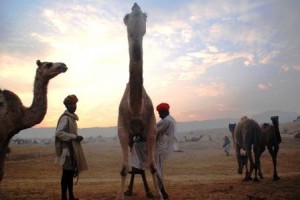 Milking at Pushkar. compressed