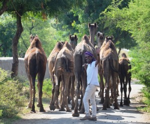 Maganlal assistant herder