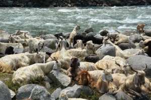 Resting on bank of Beas river