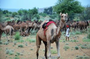 Biocultural Community Protocol of the Camel Breeders of Rajasthan | Lokhit  Pashu-Palak Sansthan (LPPS)